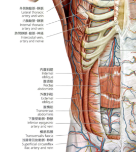 腹筋の解剖図